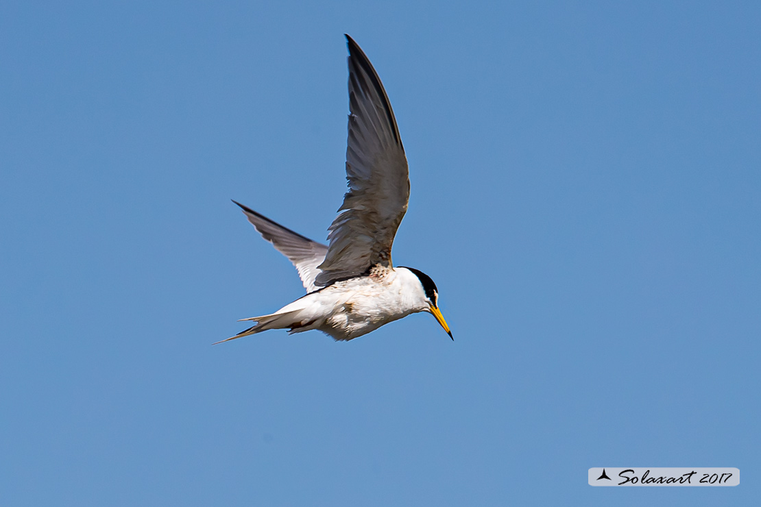 Sternula albifrons: Fraticello; Little tern