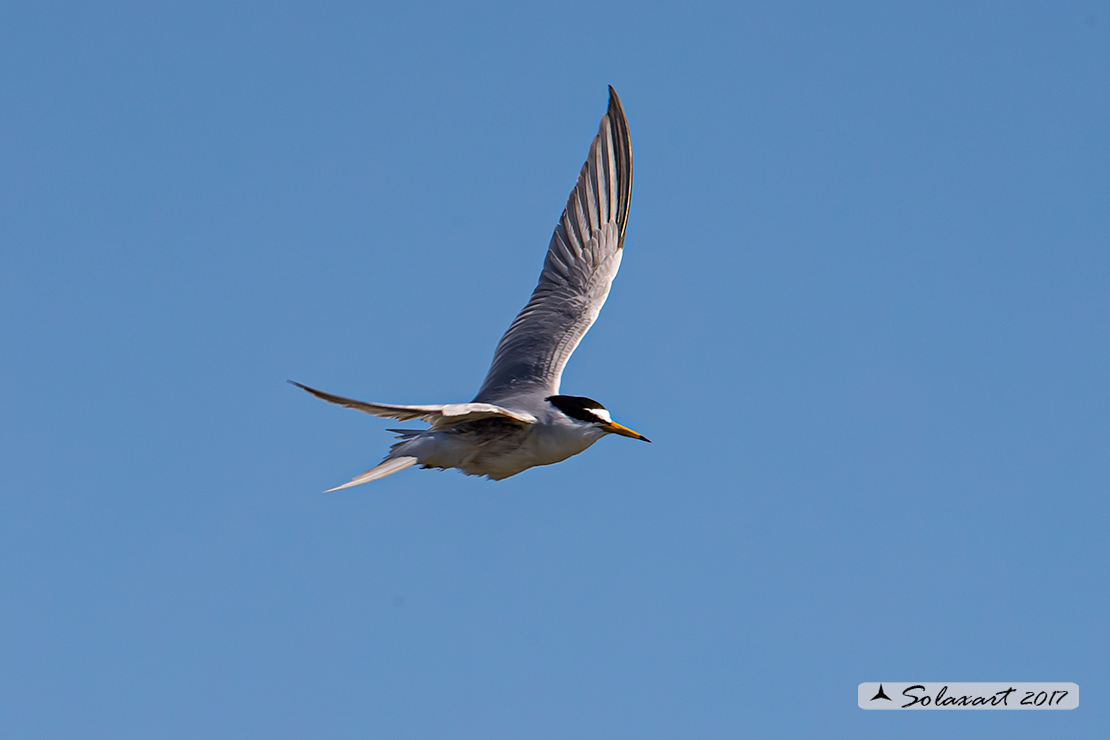 Sternula albifrons: Fraticello; Little tern
