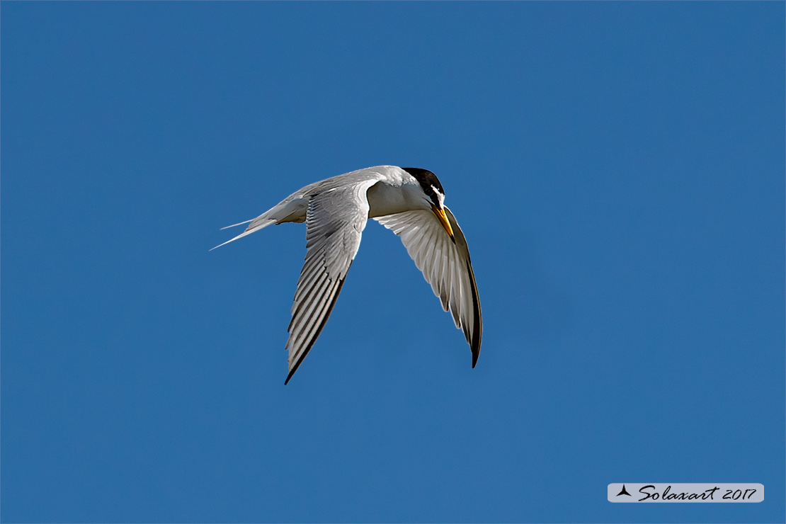 Sternula albifrons: Fraticello; Little tern