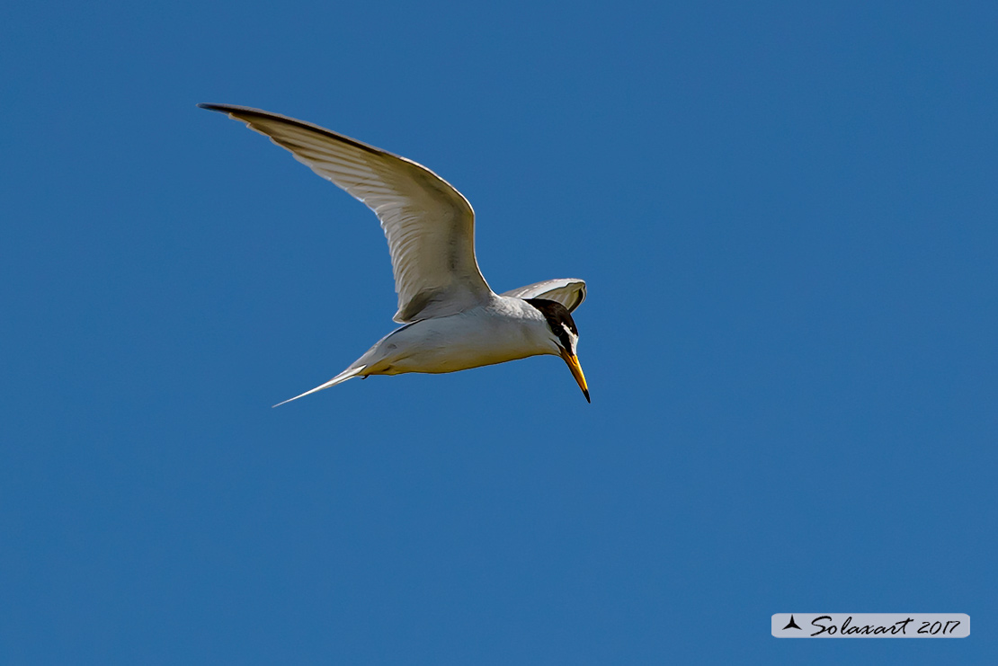 Sternula albifrons: Fraticello; Little tern