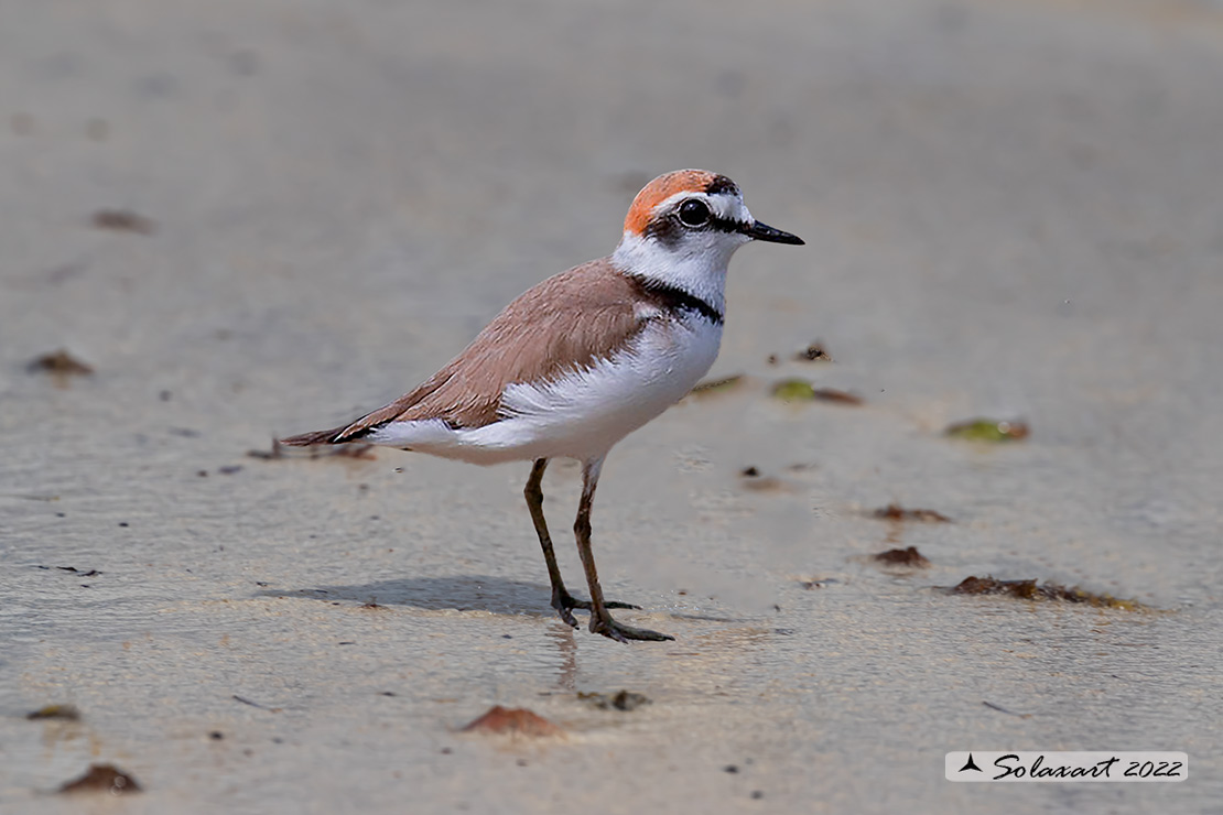 Charadrius alexandrinus: Fratino;  Kentish plover