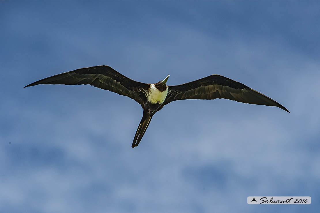Fregata magnificens :  Fregata magnifica femmina) ;   Magnificent Frigatebird (female)