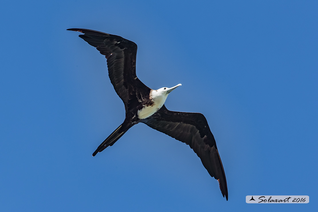 Fregata magnificens :  Fregata magnifica femmina) ;   Magnificent Frigatebird (female)