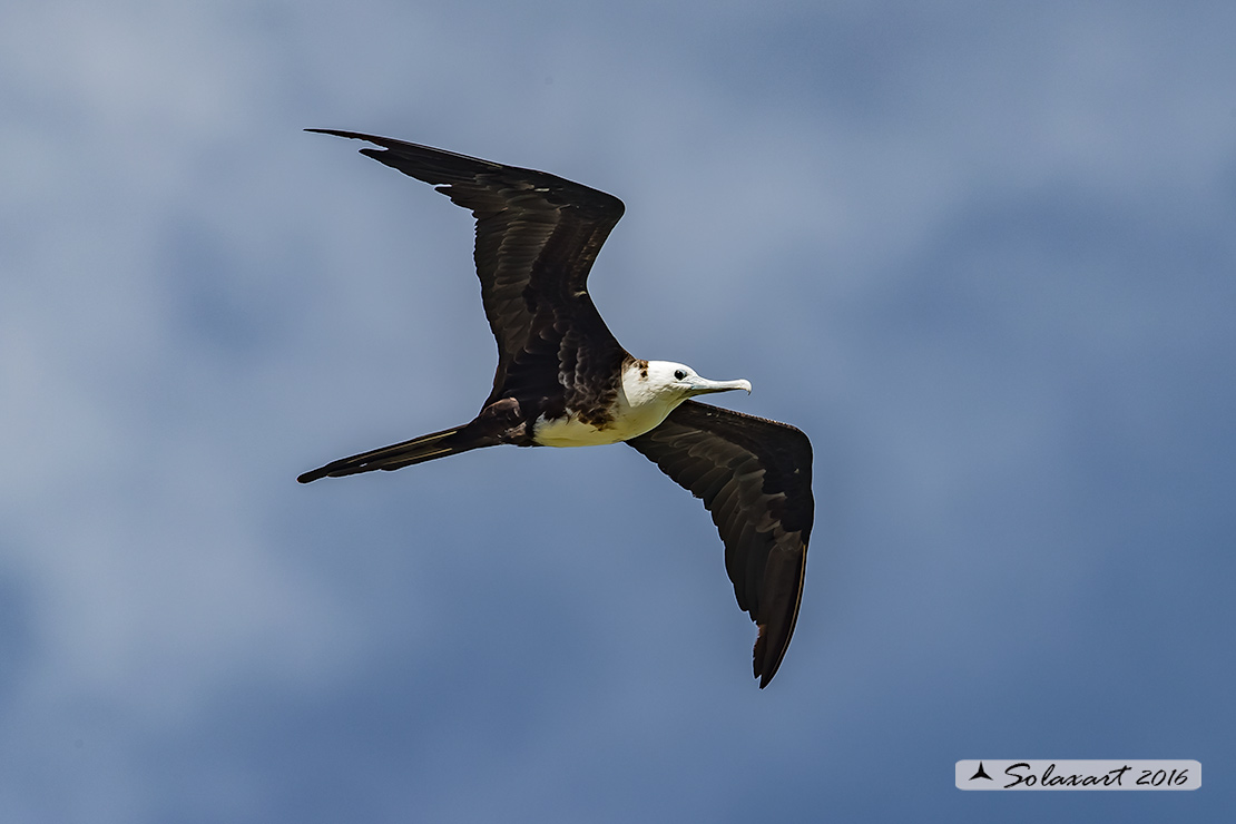 Fregata magnificens :  Fregata magnifica femmina) ;   Magnificent Frigatebird (female)