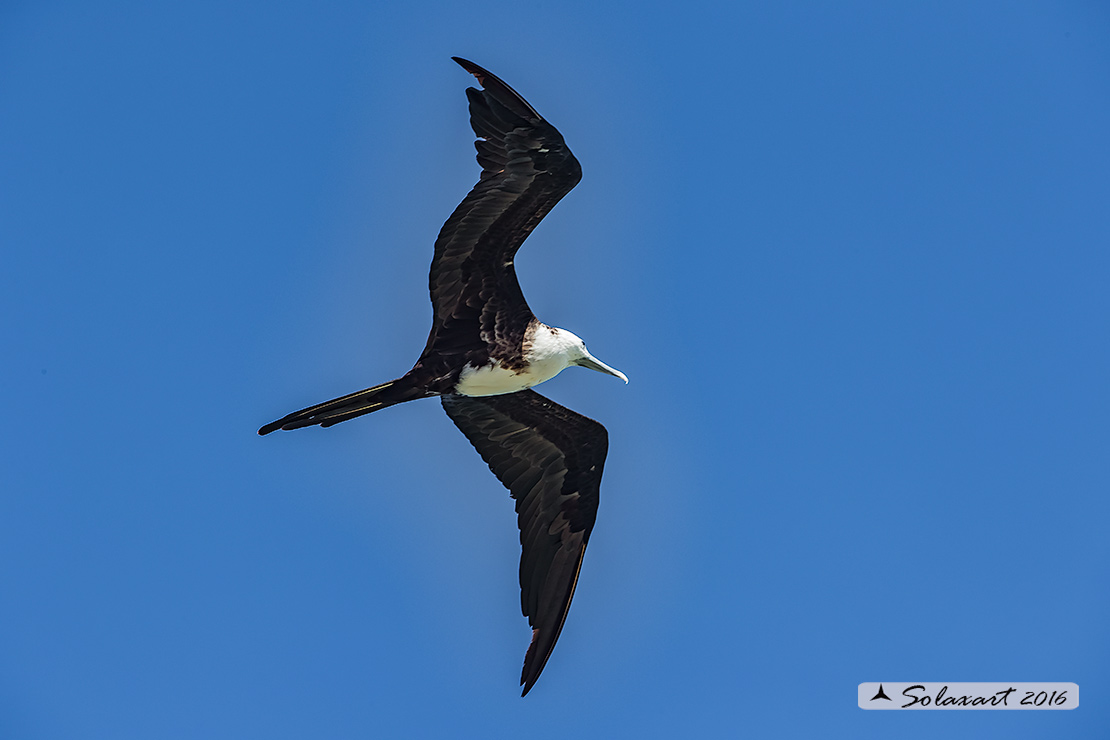 Fregata magnificens :  Fregata magnifica femmina) ;   Magnificent Frigatebird (female)