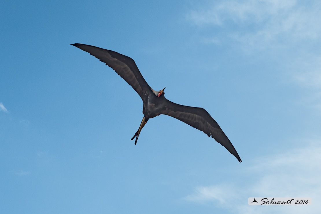 Fregata magnificens :  Fregata magnifica (Maschio) ;   Magnificent Frigatebird (male)