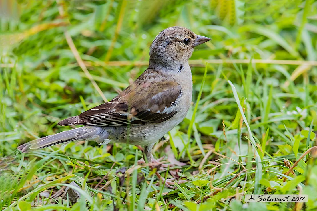 Fringilla coelebs; Fringuello (femmina); Chaffinch (female)