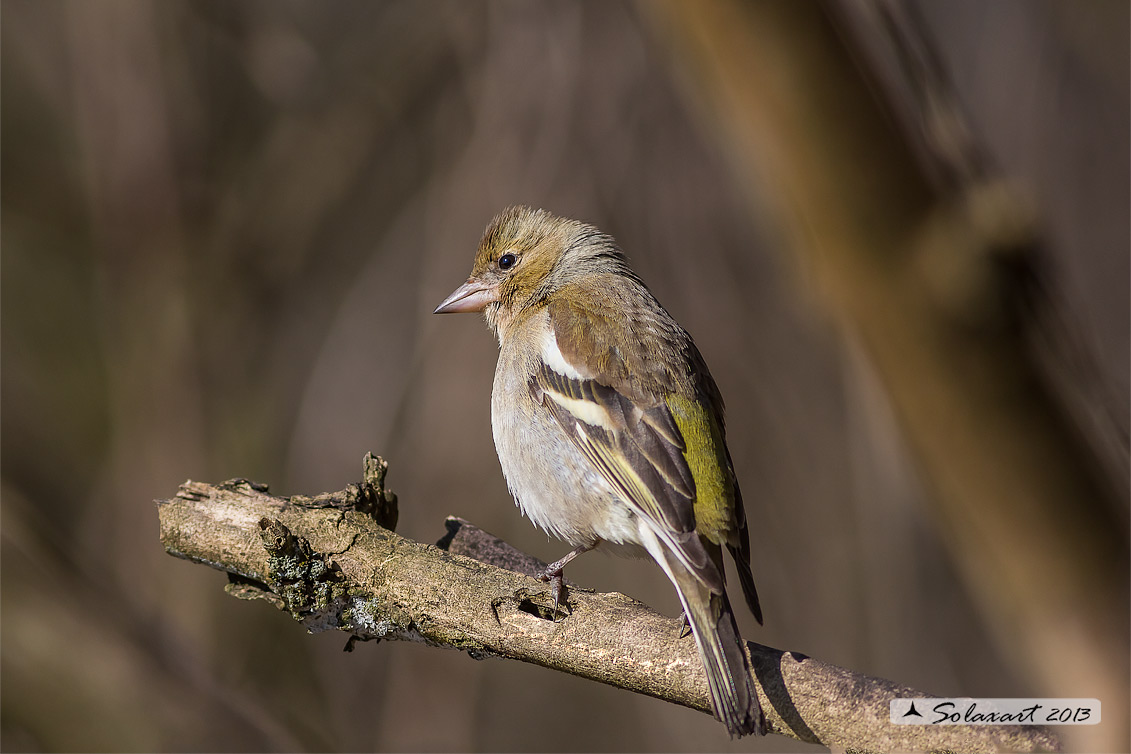 Fringilla coelebs - Fringuello - Chaffinch