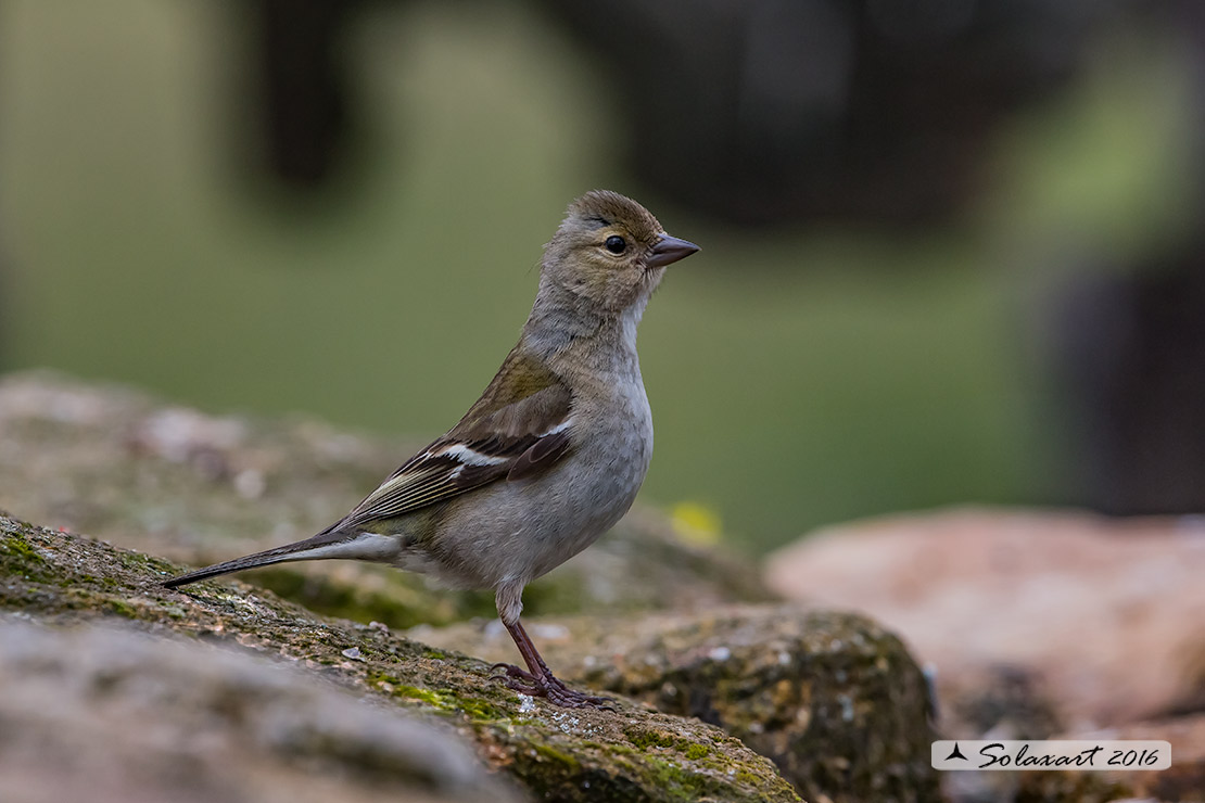 Fringilla coelebs -  Fringuello  -  Chaffinch