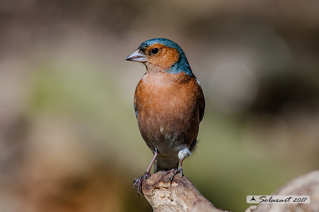 Fringuello (Fringilla coelebs)