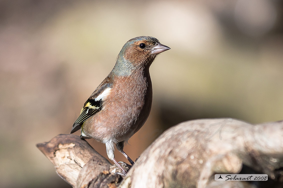Fringuello (Fringilla coelebs)