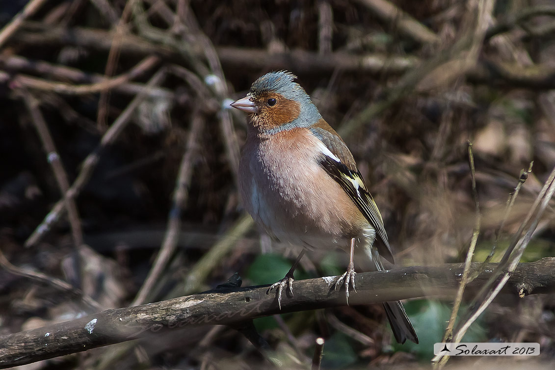 Fringilla coelebs - Fringuello (maschio) - Chaffinch (male)