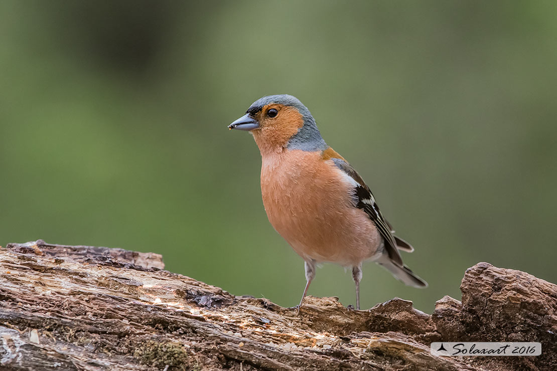Fringilla coelebs  -  Fringuello  -  Chaffinch