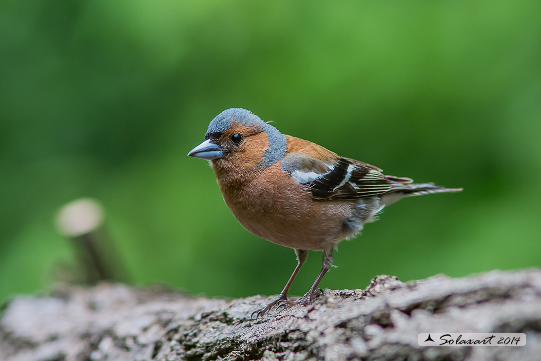Fringilla coelebs ;   Fringuello (maschio) ;   Chaffinch (male)