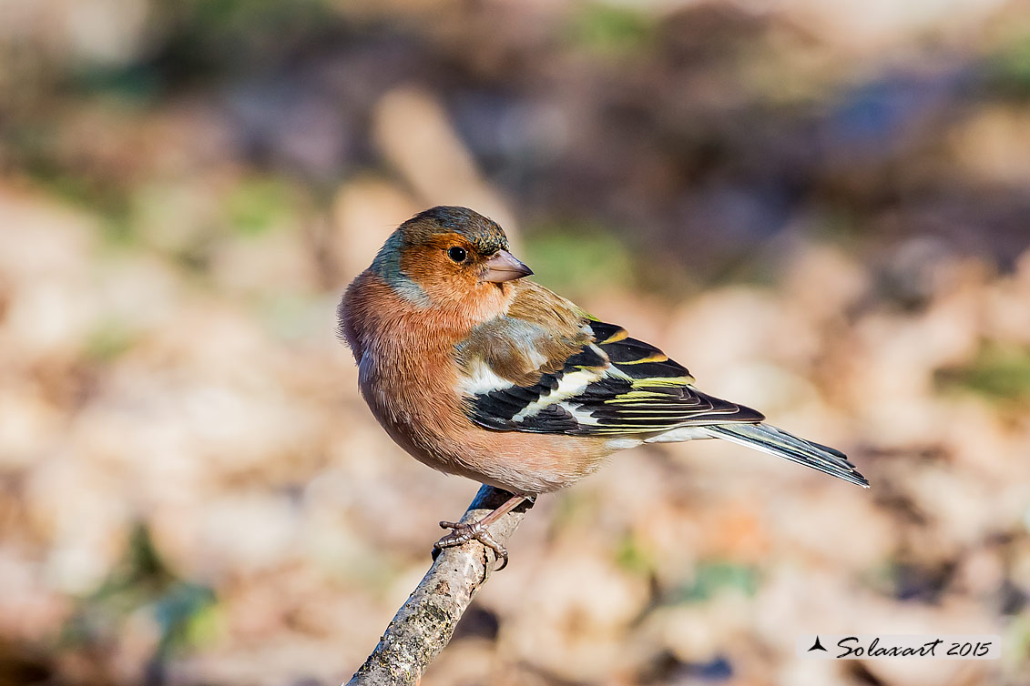 Fringilla coelebs - Fringuello (maschio) - Chaffinch (male)