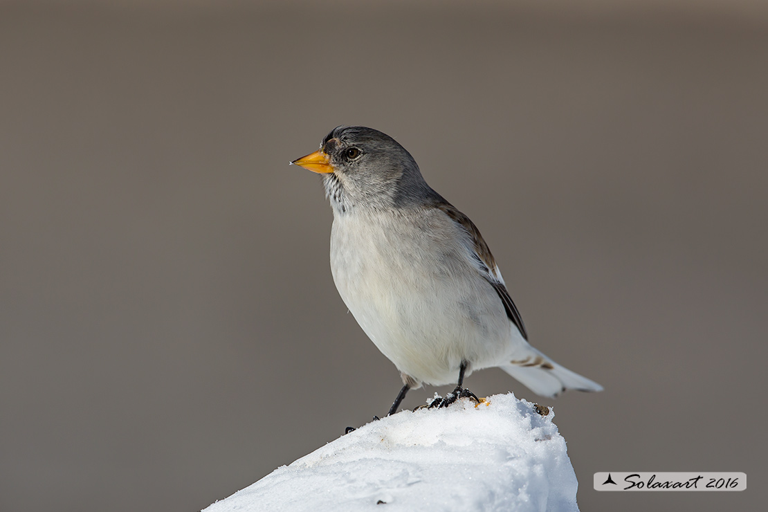 Montifringilla nivalis:  Fringuello alpino (femmina) ;  White-winged Snowfinch (female)