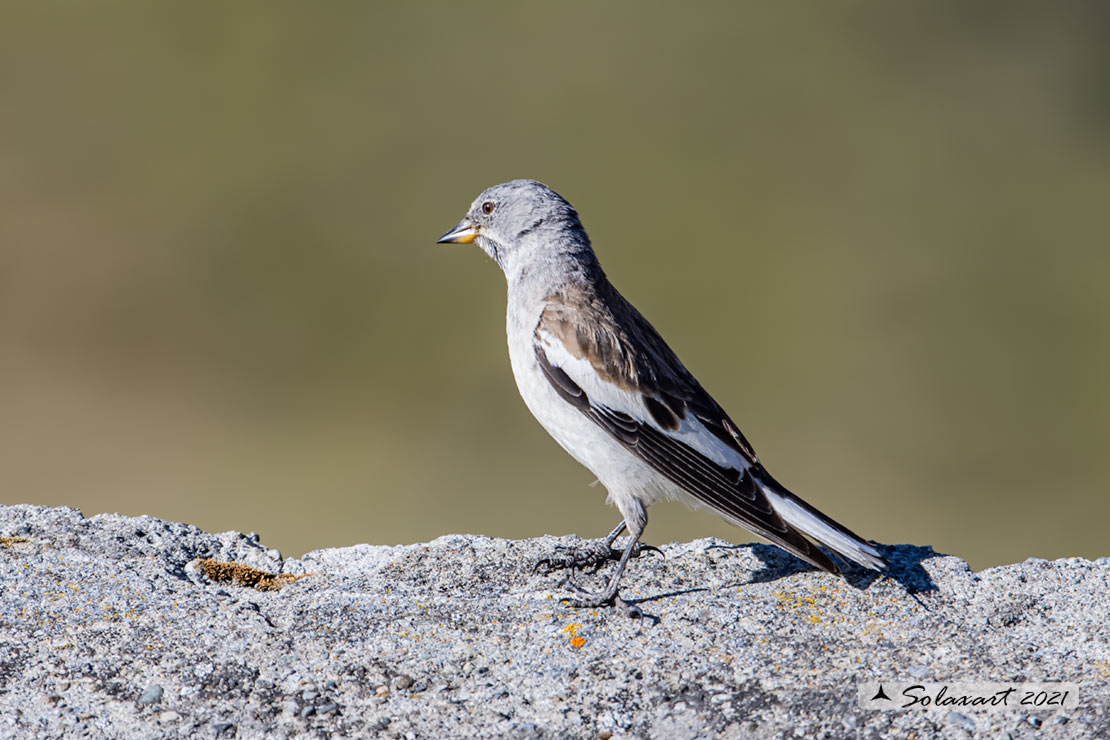 Montifringilla nivalis:  Fringuello alpino (femmina) ;  White-winged Snowfinch (female)