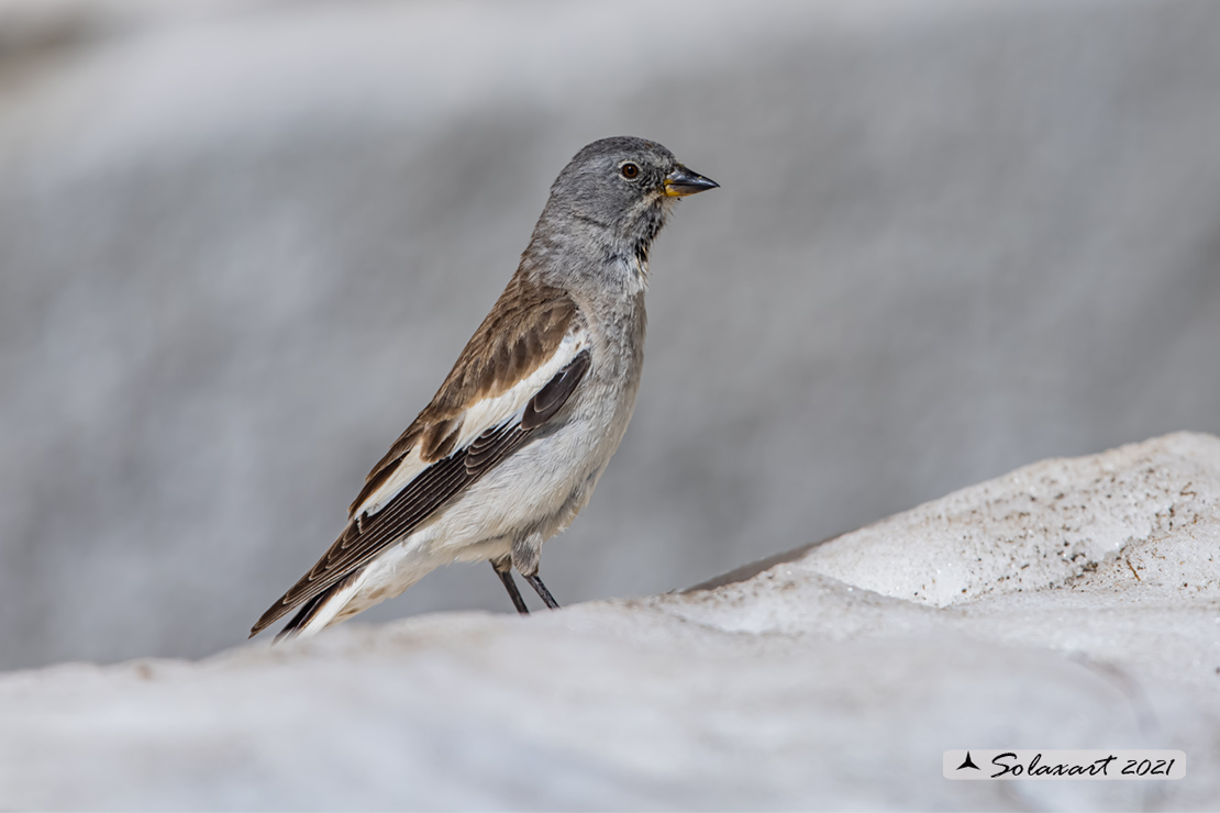 Montifringilla nivalis:  Fringuello alpino (femmina) ;  White-winged Snowfinch (female)