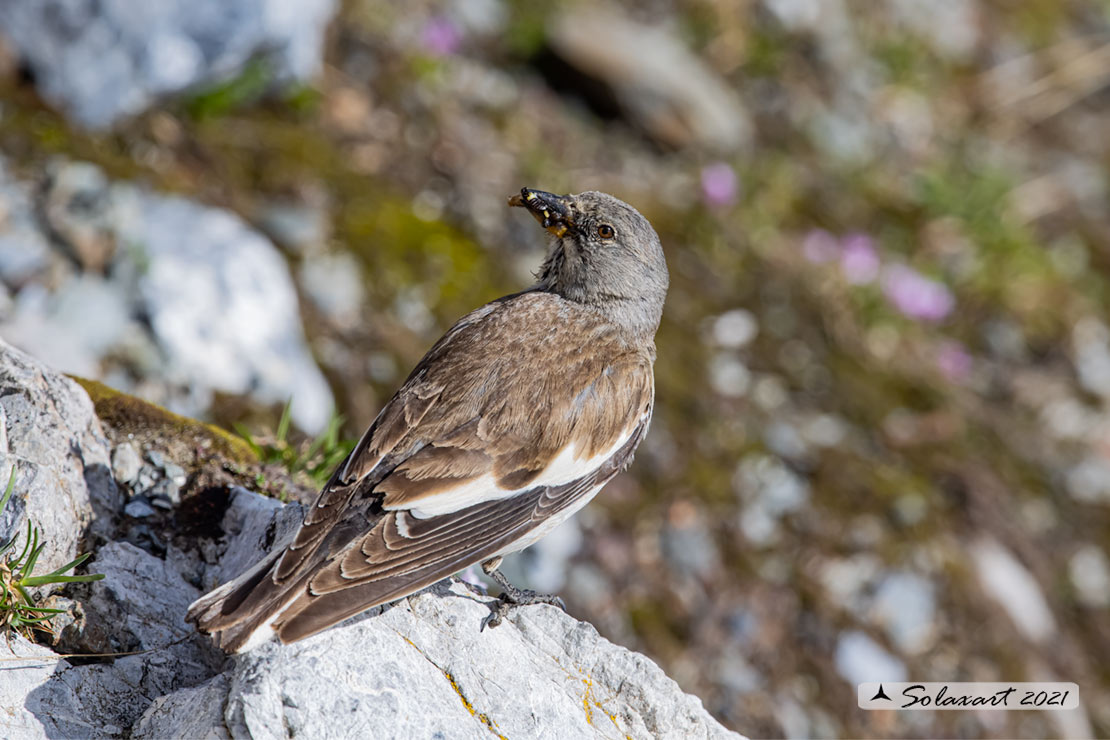 Montifringilla nivalis:  Fringuello alpino (femmina) ;  White-winged Snowfinch (female)