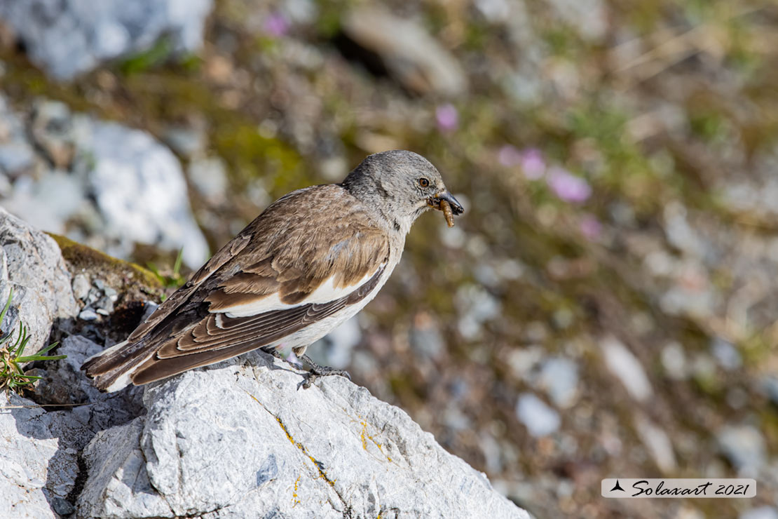 Montifringilla nivalis:  Fringuello alpino (femmina) ;  White-winged Snowfinch (female)