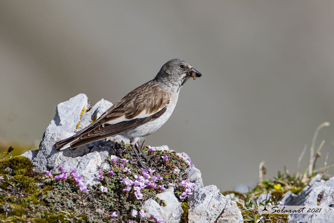 Montifringilla nivalis:  Fringuello alpino (femmina) ;  White-winged Snowfinch (female)