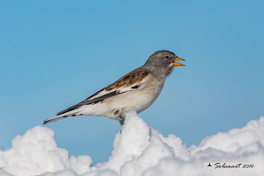 Montifringilla nivalis:  Fringuello alpino (maschio) ;  White-winged Snowfinch (male)