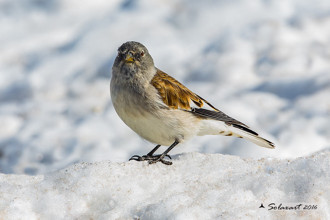 Montifringilla nivalis:  Fringuello alpino (maschio) ;  White-winged Snowfinch (male)