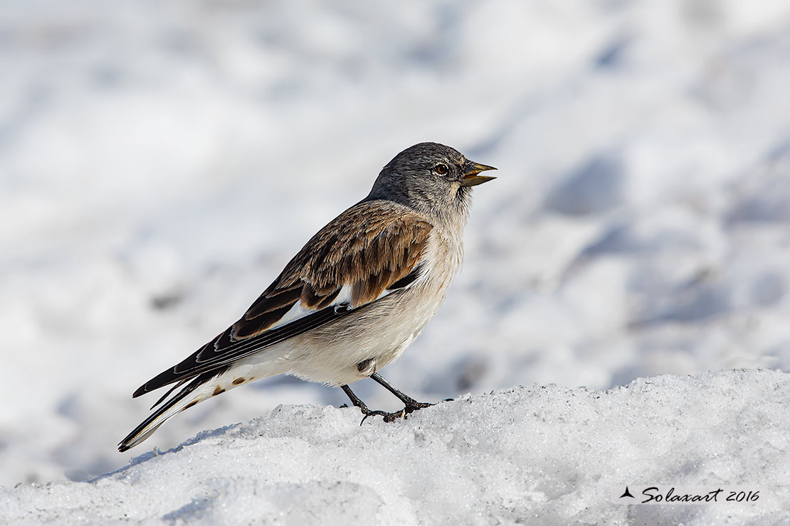 Montifringilla nivalis:  Fringuello alpino (maschio) ;  White-winged Snowfinch (male)