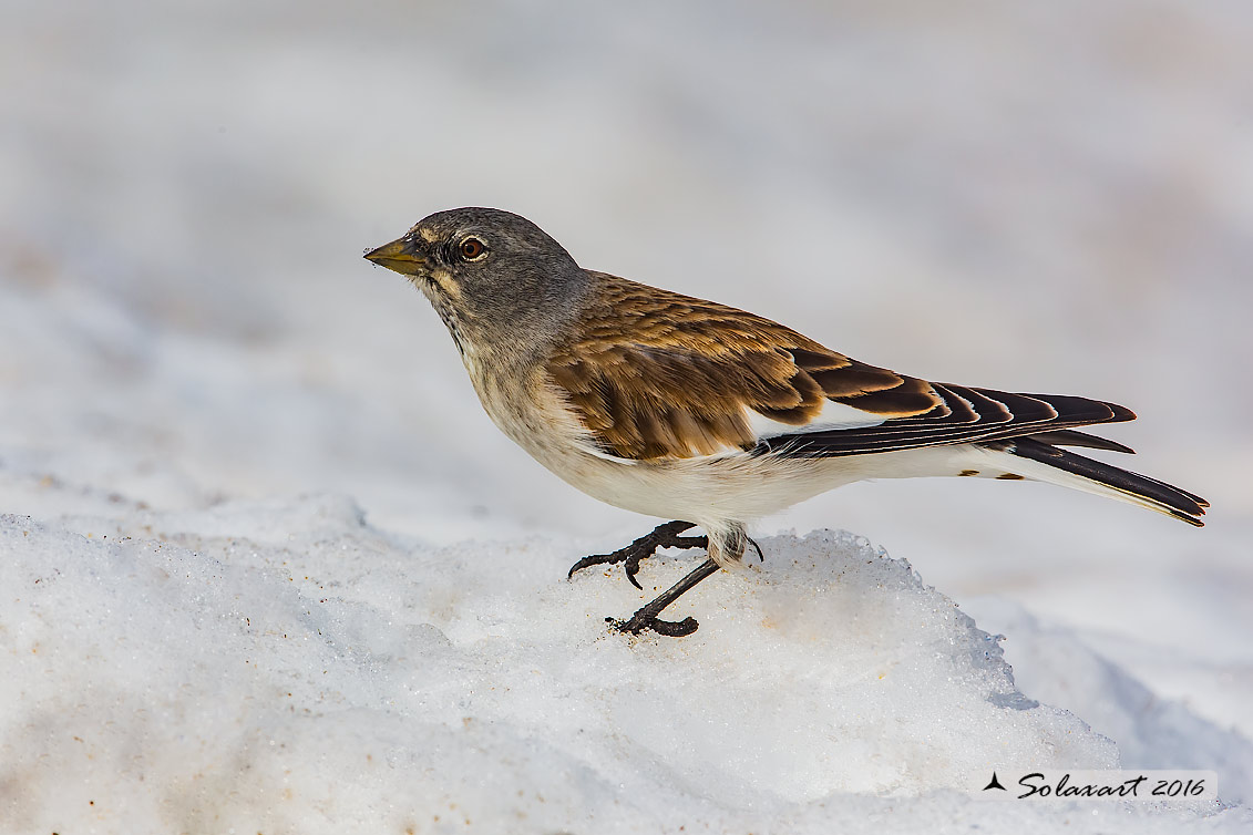 Montifringilla nivalis:  Fringuello alpino (maschio) ;  White-winged Snowfinch (male)