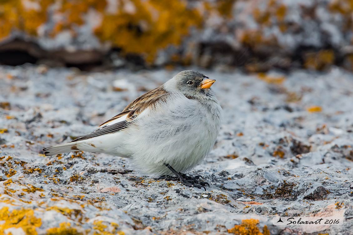 Montifringilla nivalis:  Fringuello alpino (femmina) ;  White-winged Snowfinch (female)