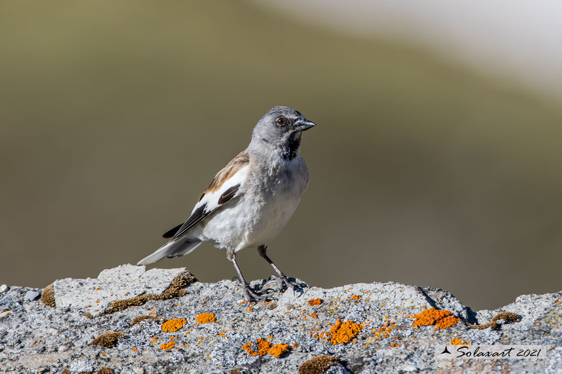 Montifringilla nivalis:  Fringuello alpino (maschio) ;  White-winged Snowfinch (male)