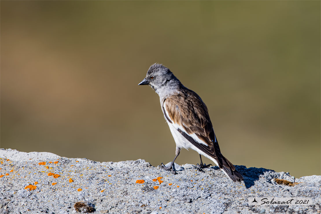 Montifringilla nivalis:  Fringuello alpino (maschio) ;  White-winged Snowfinch (male)