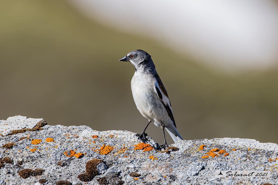 Montifringilla nivalis:  Fringuello alpino (maschio) ;  White-winged Snowfinch (male)