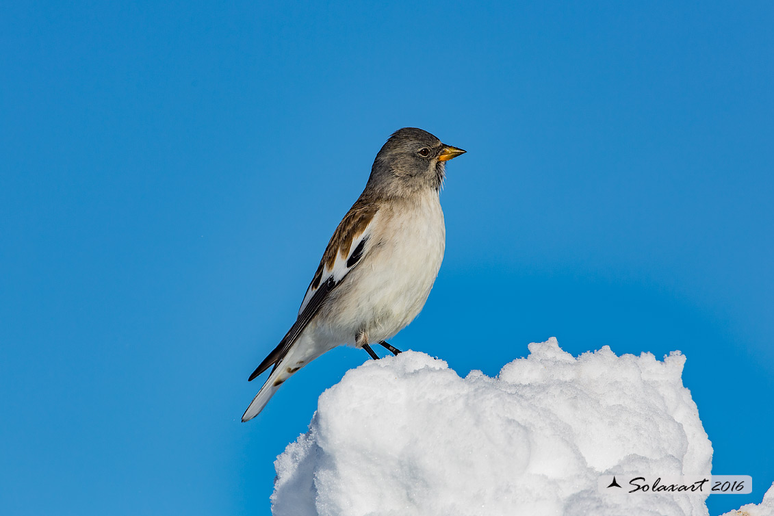 Montifringilla nivalis:  Fringuello alpino (maschio) ;  White-winged Snowfinch (male)