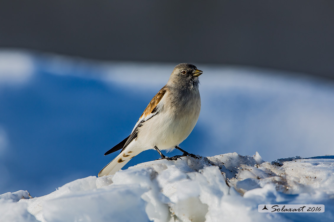 Montifringilla nivalis:  Fringuello alpino (maschio) ;  White-winged Snowfinch (male)