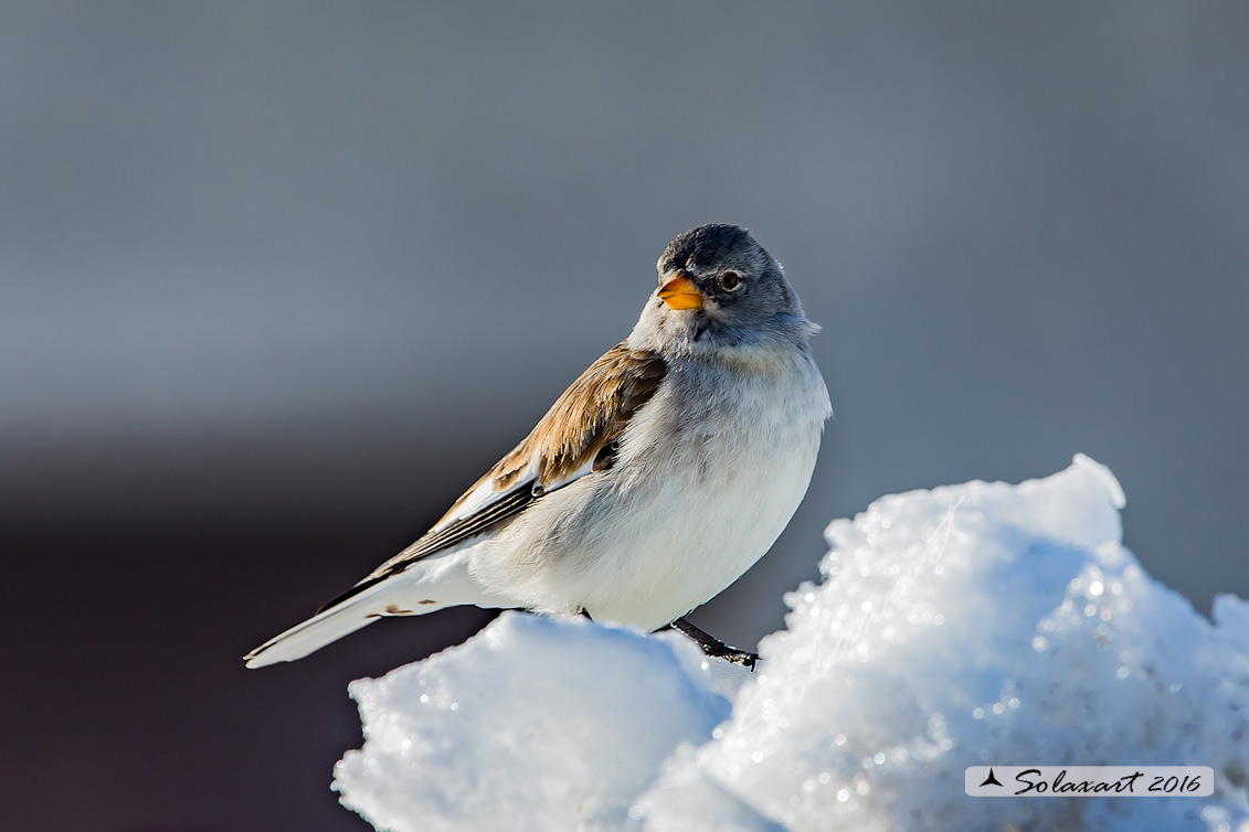 Montifringilla nivalis:  Fringuello alpino (femmina) ;  White-winged Snowfinch (female)