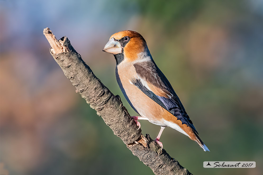 Coccothraustes coccothraustes; Frosone (maschio in tenuta estiva) ; Hawfinch (male in summer plumage)