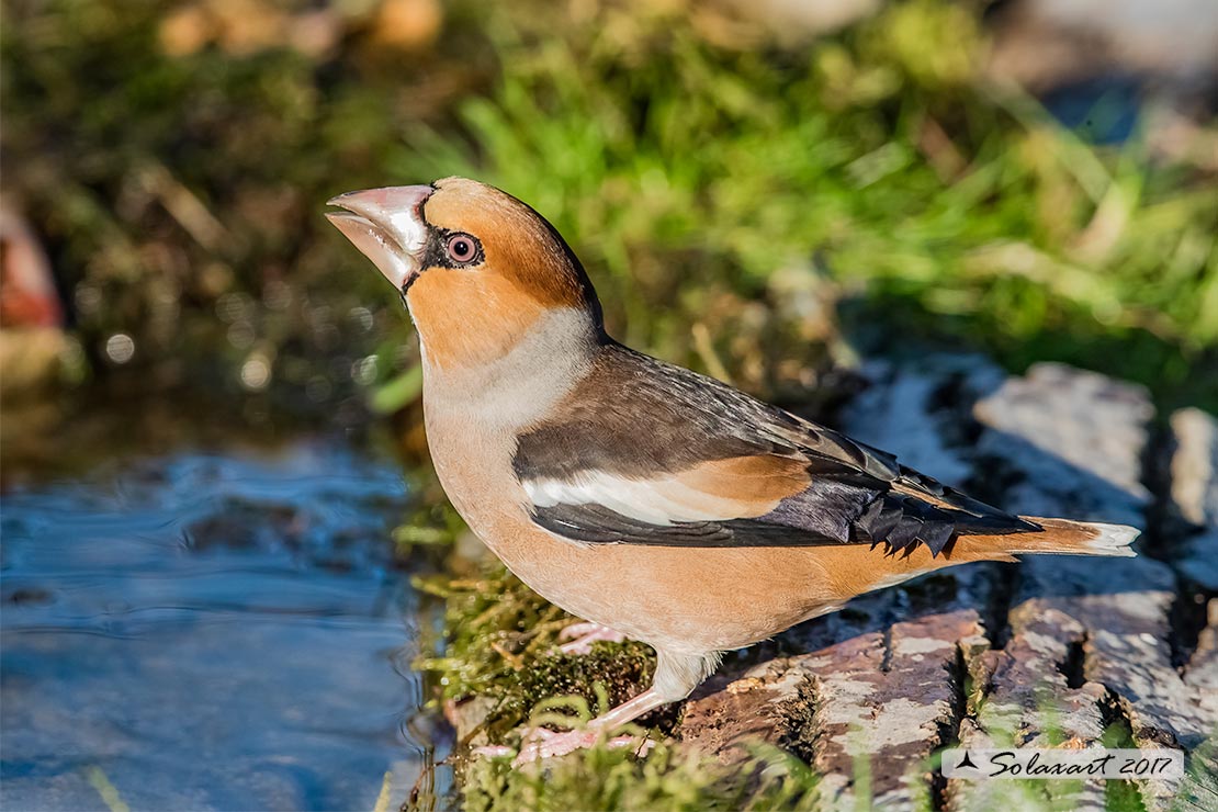 Coccothraustes coccothraustes; Frosone (maschio in tenuta estiva) ; Hawfinch (male in summer plumage)