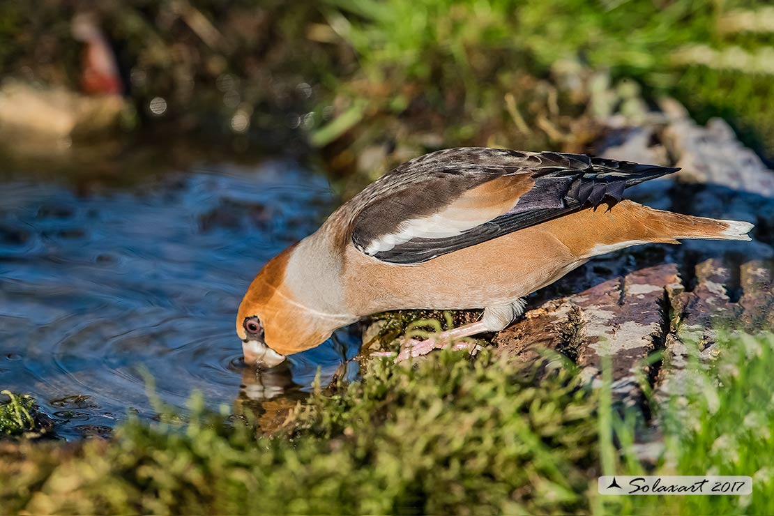 Coccothraustes coccothraustes; Frosone (maschio in tenuta estiva) ; Hawfinch (male in summer plumage)