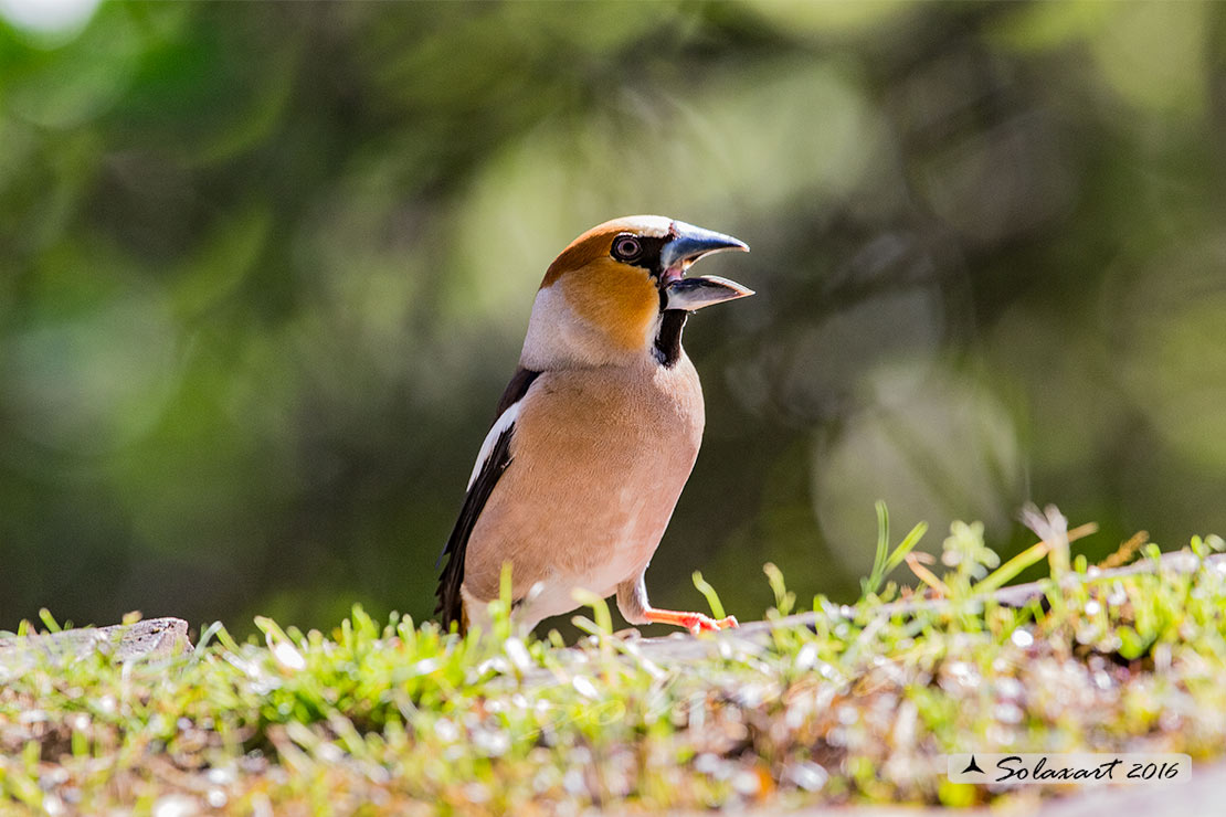 Coccothraustes coccothraustes; Frosone (maschio in tenuta estiva) ; Hawfinch (male in summer plumage)