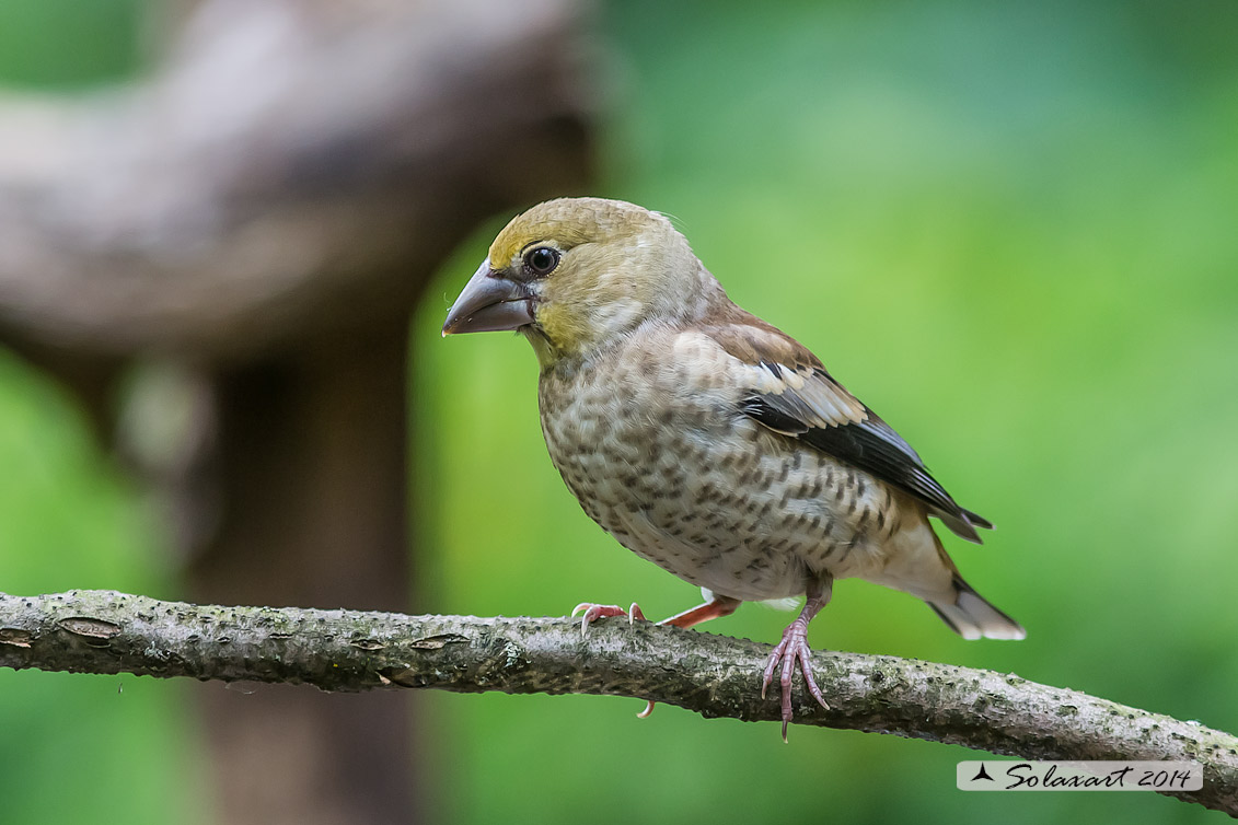 Coccothraustes coccothraustes;  Frosone  (femmina giovane);  Hawfinch (juvenile female)