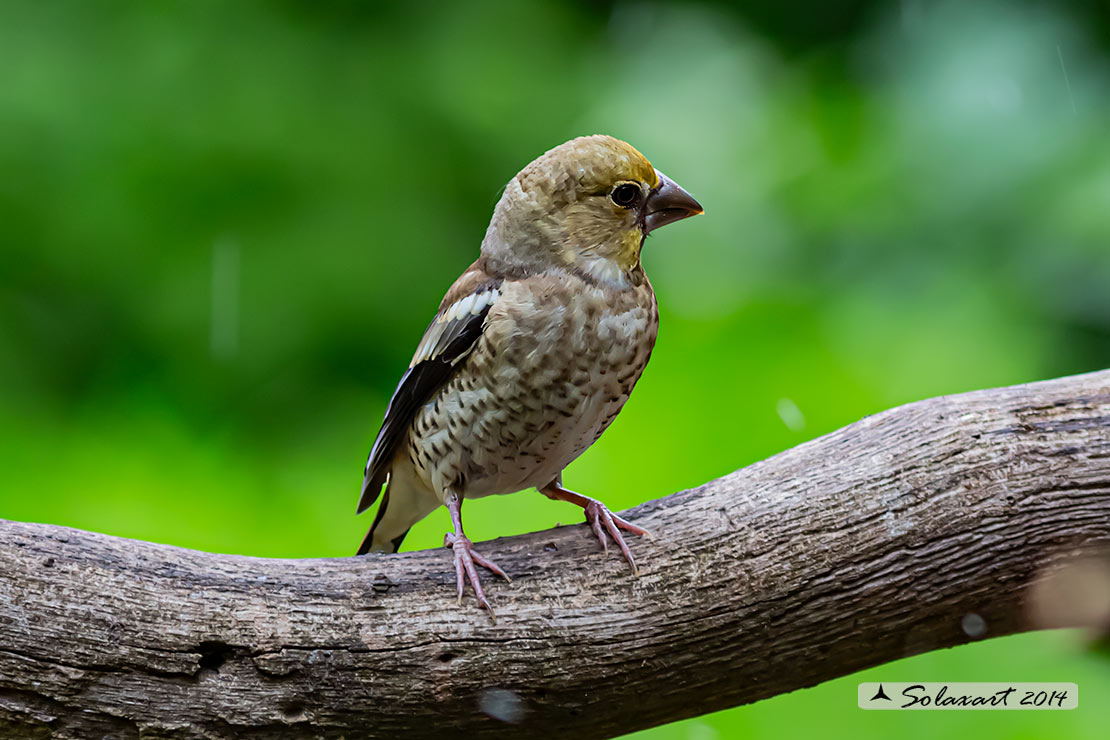 Coccothraustes coccothraustes;  Frosone  (femmina giovane);  Hawfinch (juvenile female)