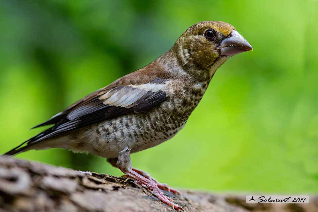 Coccothraustes coccothraustes;  Frosone  (femmina giovane);  Hawfinch (juvenile female)