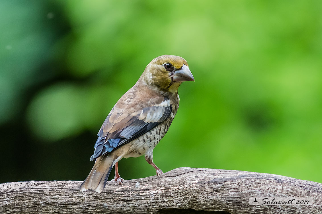 Coccothraustes coccothraustes;  Frosone  (femmina giovane); Hawfinch (juvenile female)