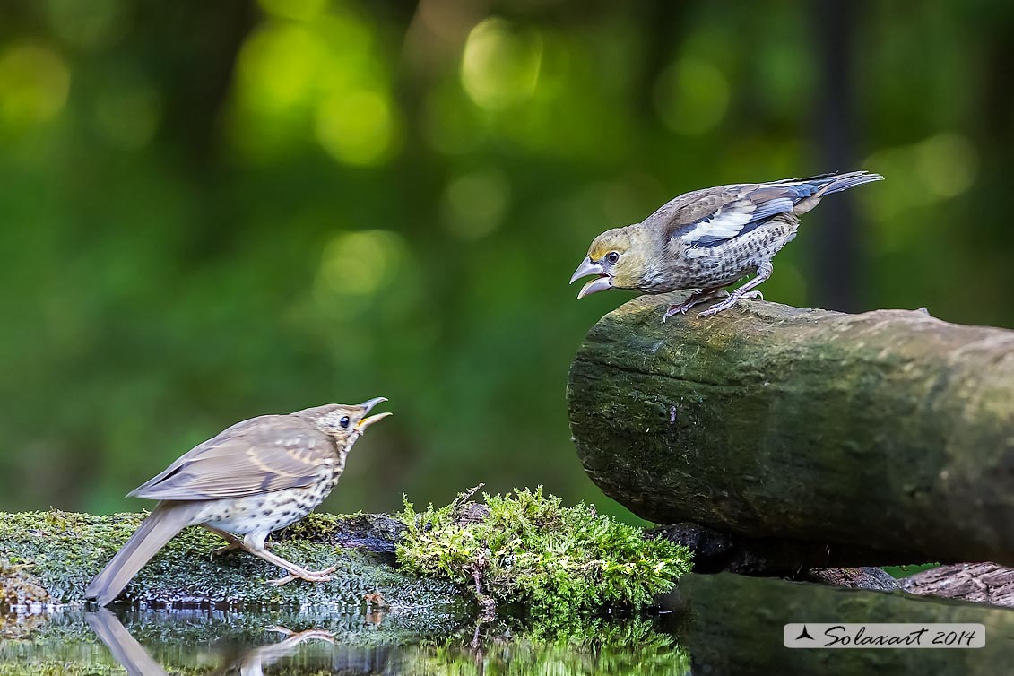 Coccothraustes coccothraustes;  Frosone  (femmina giovane);  Hawfinch (juvenile female)