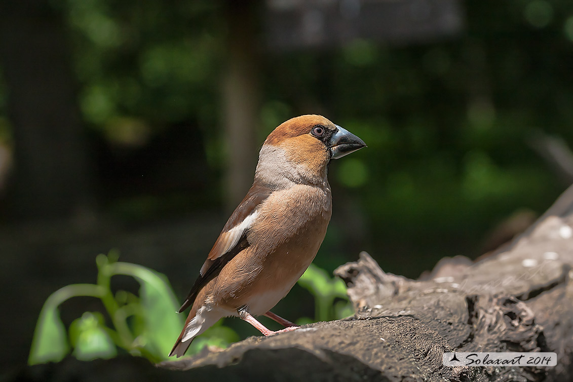 Coccothraustes coccothraustes; Frosone (femmina in tenuta estiva) ; Hawfinch (female in summer plumage)