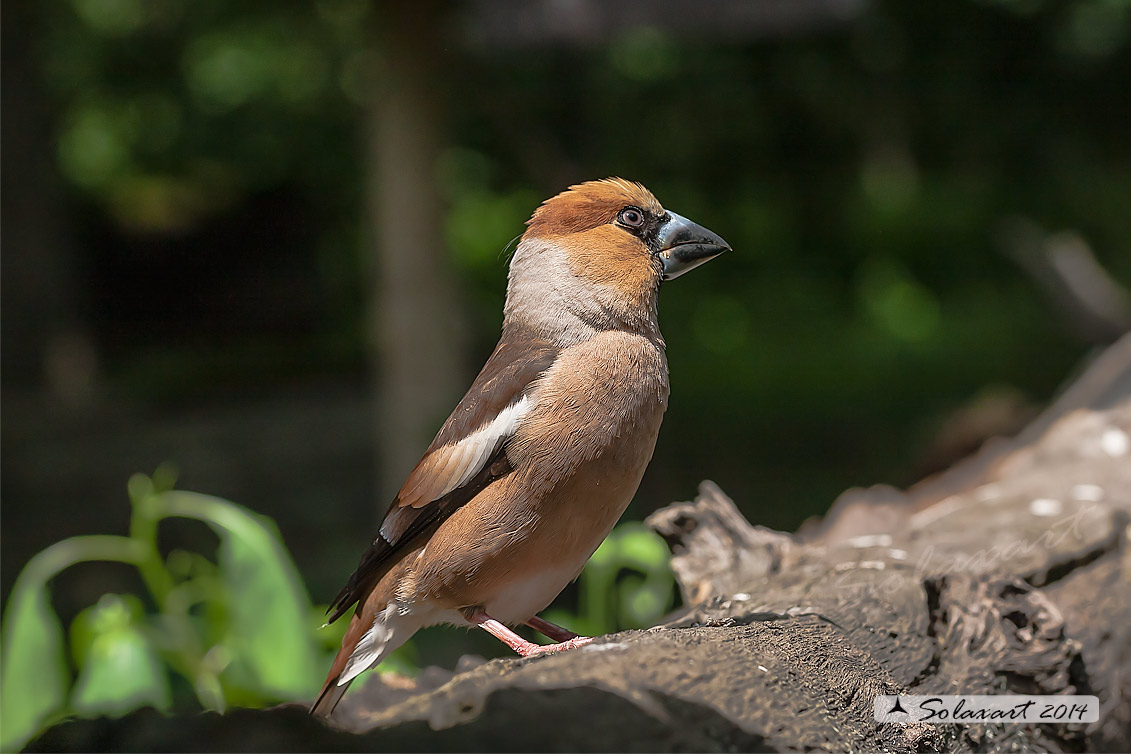 Coccothraustes coccothraustes; Frosone (femmina in tenuta estiva) ; Hawfinch (female in summer plumage)