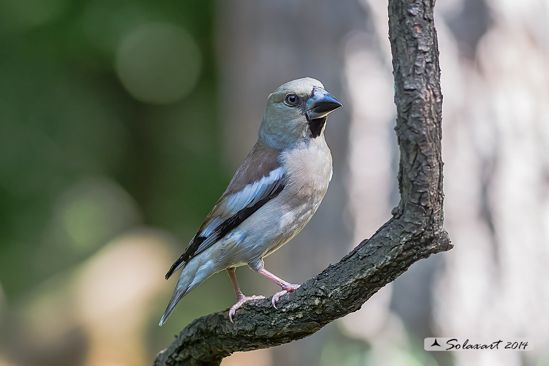 Coccothraustes coccothraustes; Frosone (femmina in tenuta estiva) ; Hawfinch (female in summer plumage)