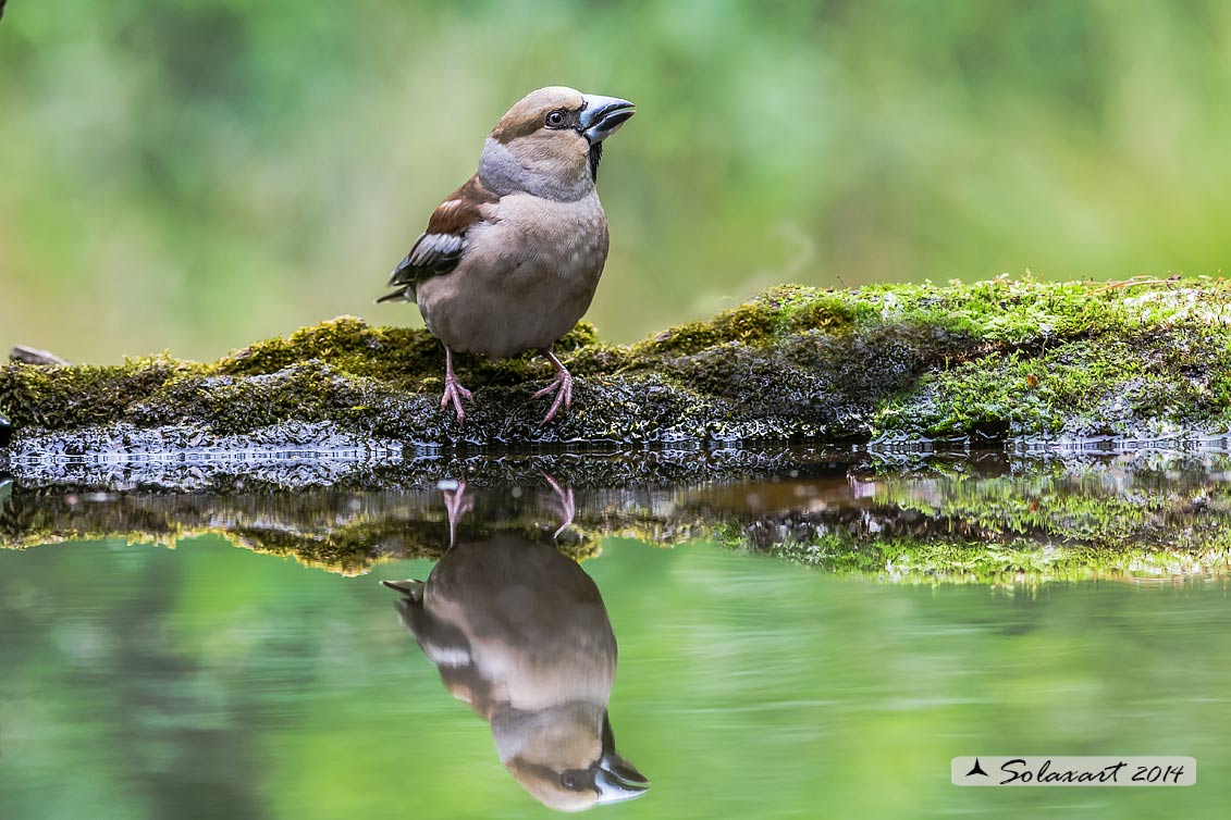 Coccothraustes coccothraustes; Frosone (femmina in tenuta estiva) ; Hawfinch (female in summer plumage)