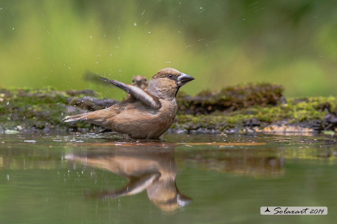 Coccothraustes coccothraustes; Frosone (femmina in tenuta estiva) ; Hawfinch (female in summer plumage)